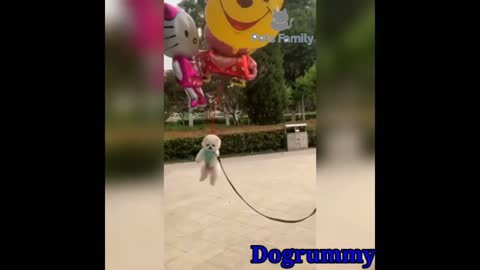 Cute baby dogs video l dog videos punny moment with dog,