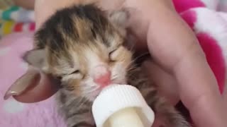One Day old Kitten