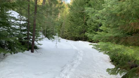 Luscious Green Forest – Bandit Springs Sno-Park – Central Oregon – 4K