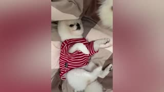 Funny Animals