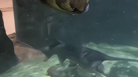 A fish shows off its big mouth
