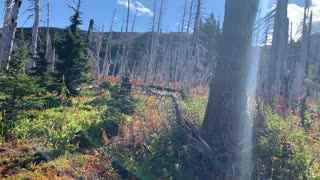 Oregon - Mount Hood - Exploring Beautiful Burnout Section