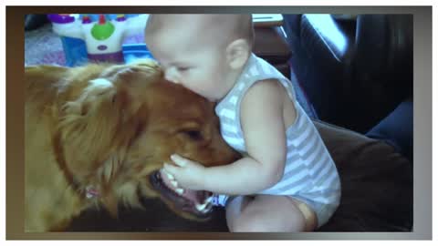 Golden Retriever gets slobbery kisses from baby-rumble