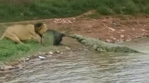 Crocodile and lion boths dangerous