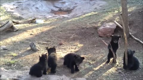 Cute Baby Bear Cubs Playing - Compilation