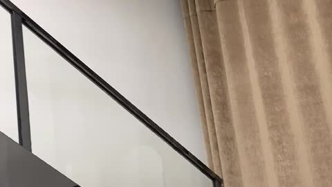 A cat flying down the stairs