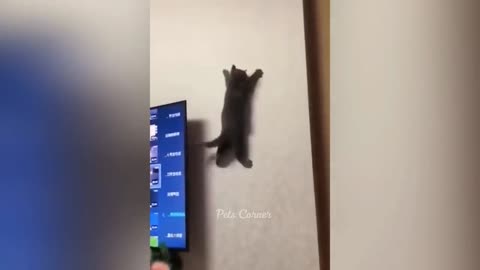 suddenly cat got the power of spiderman / funny video