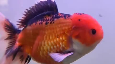 Super Cute Giant Oranda Goldfish in Stock!