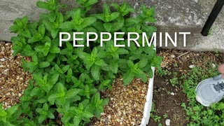 PEPPERMINT KEEPS THE ANTS AWAY!