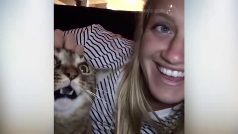Compilation of Cats Attacking People, Cats Slapping Their Owner, and Funny Cat Videos