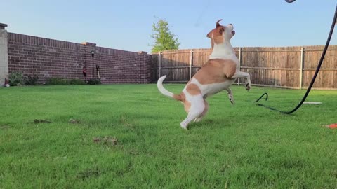 Naty jumping dog