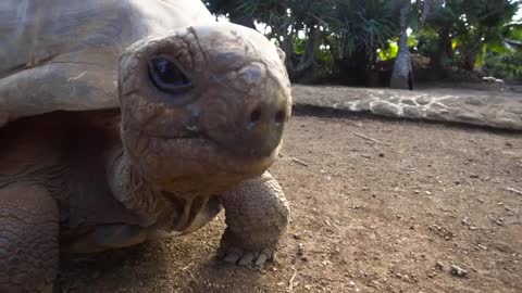 Giant Aldabra Tortoise Walking