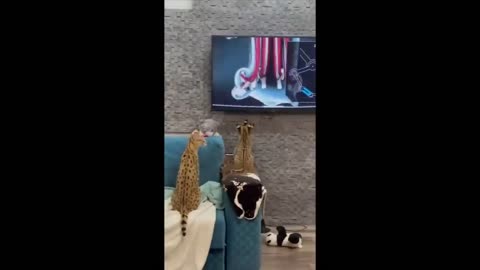 Best Funny Cat Videos