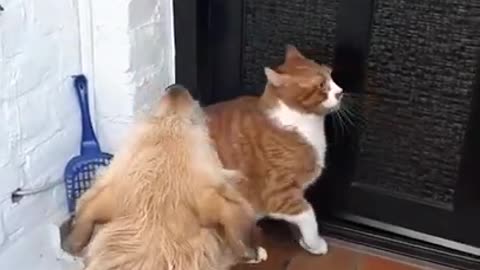 smart cat open the door but here disturb a dogs