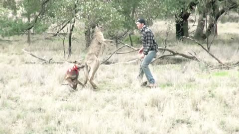 To save his dog, a man punches a kangaroo in the face