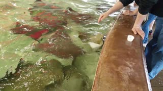 Rays at Louisville Zoo in Kentucky