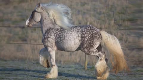Most Powerful Horse Breed in the world