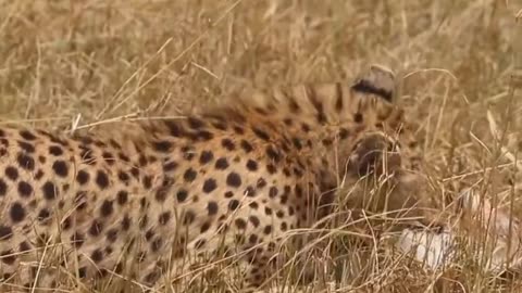 Cheetah Playing with Little Deer Amazing wildlife video