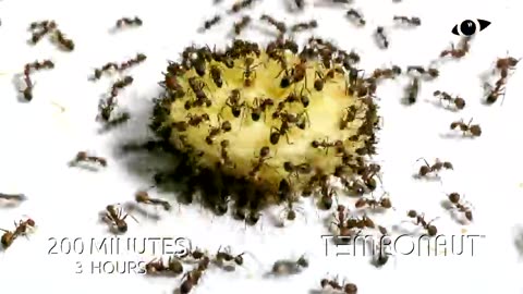 Ants vs Banana Timelapse