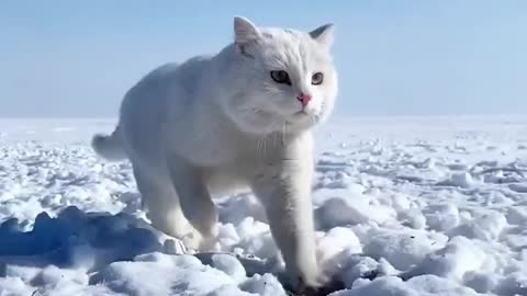 cute cat running on the snow