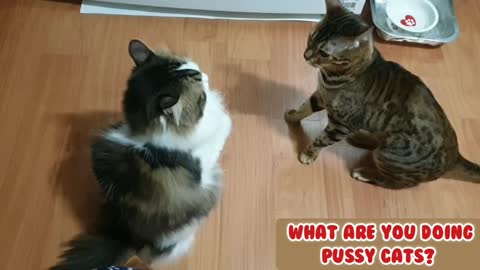 A cute fight of pussy cats. They are beating each other. 😡😡