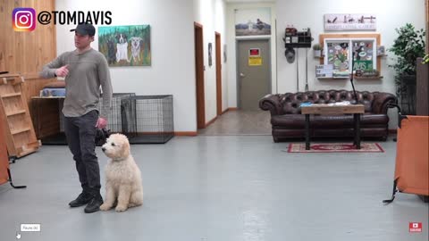 TEACH ANY DOG TO WALK NICE ON A LEASH WITH THIS 5 MINUTE TRAINING!