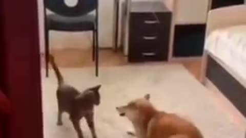 Hilarious Karate Showdown - Dog vs. Cat ---- _Funny 😺 video #FunnyPets #shorts