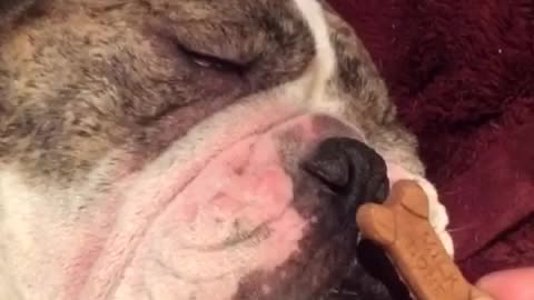 Sleeping bulldog smells treat, dreams he's chewing it!