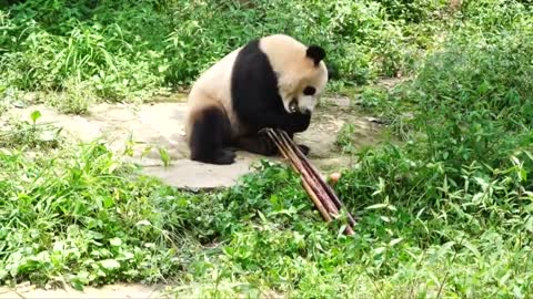 GIANT PANDA COOPERATION: Two pandas "Si Hai" and "Jing Jing" leave Sichuan for Qatar