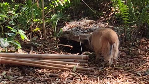 Wilson dog works on dogman cave