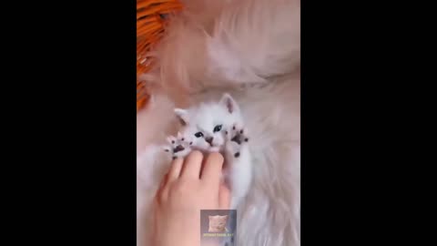 1 HOUR FUNNY CATS COMPILATION 2023😂| Funniest Cats😸 ! #20