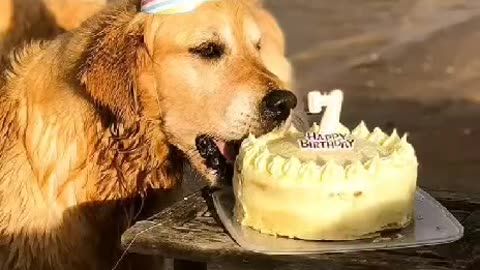 BIRTHDAY CAKE FOR YOUR DOG
