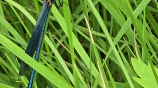A beautiful blue dragonfly on a blade of grass / beautiful insect in nature.