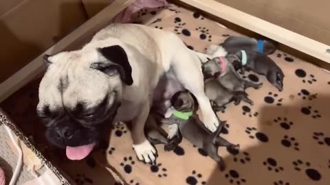 How to assist whelping pug. Peacefull home bird. Dogs give to birth to 7 puppyes laps