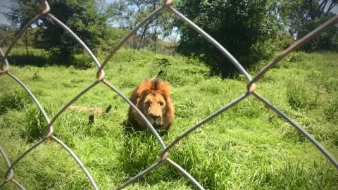 Lion Charges at the Fence