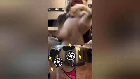 Baby Dog Drum Laughter
