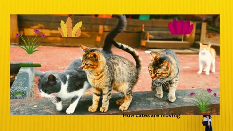 How cates are moving