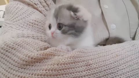 cute kitten videos short leg cat