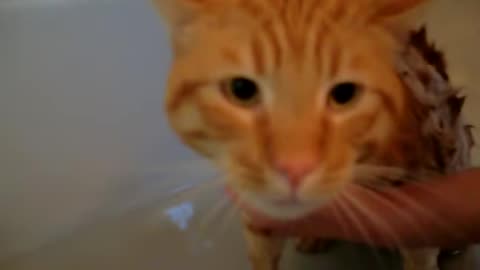 Cat says NO to bath