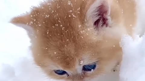 look how much the cat is having fun in the snow 😼❄️😼❄️😼❄️