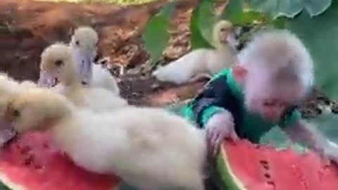 Watermelon PARTY with friends