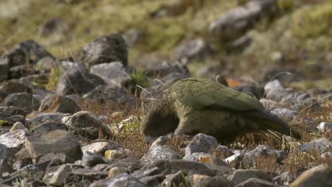 The Highly Intelligent New Zealand Alpine Parrot 🦜 Smithsonian Channel