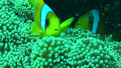 NO SOUND - Clownfish in the sea anemone