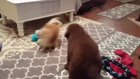 Tiny Pomeranian makes huge puppy dizzy!