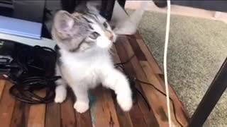 Cute and smart cats