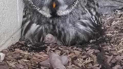 New Baby Great Grey Owls!! 🐣🥰🎉 at long last ☺️ #shorts #hatched #owl #baby #birds #love #excitement.