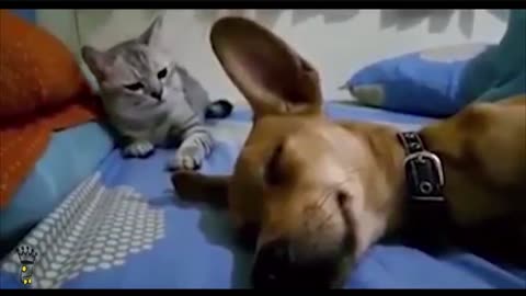 Cat hits dog for farting