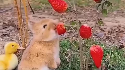 New Cute rabbit😍😍😍relaxing very viral funny video
