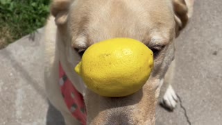 Dexter the Dog Balances Fruit