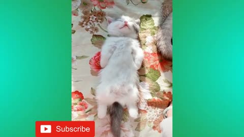 Funny Animal videos